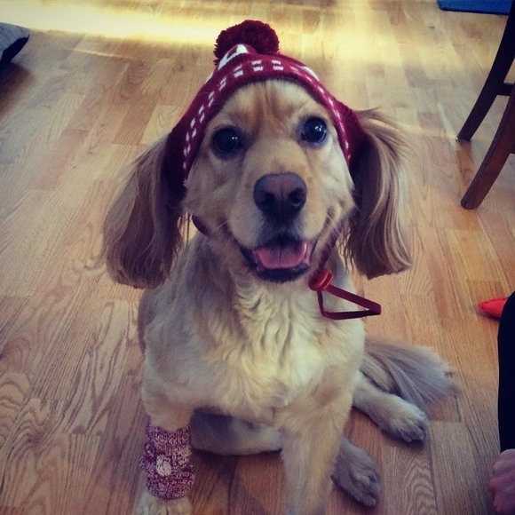 Meet your Posher, Bria - Picture 1 of 1